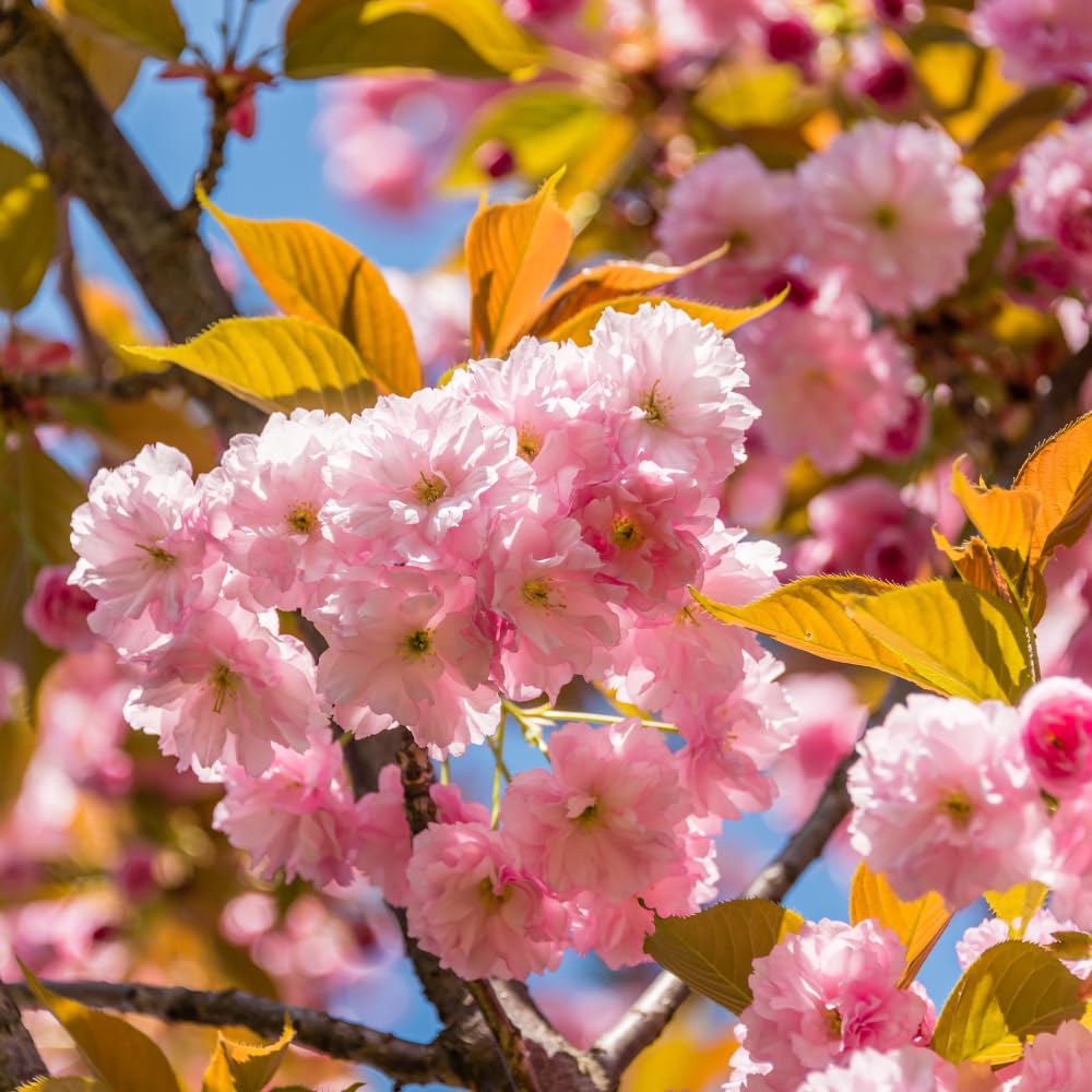 【cherry blossoms】 ブルーレーベル　ティペット cherry blossoms様専用】 ブルーレーベル ティペット